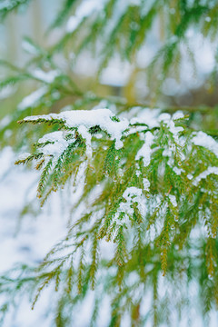 林间积雪