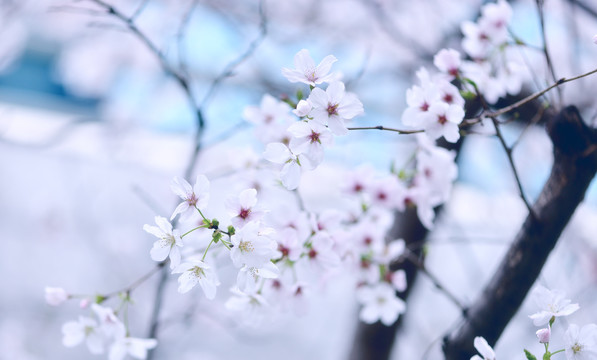 城市中的樱花