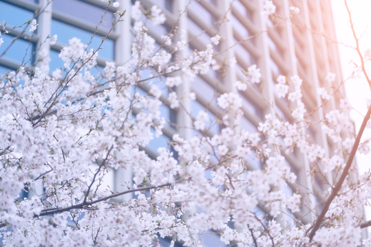 城市中的樱花