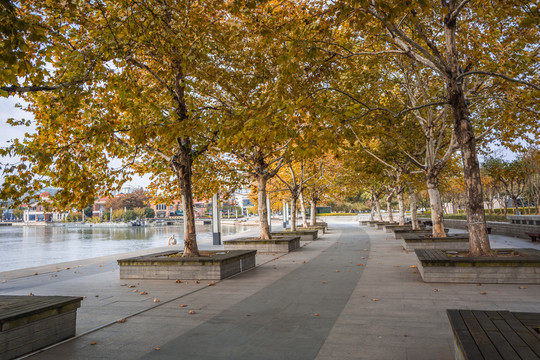 秋天城市的梧桐树