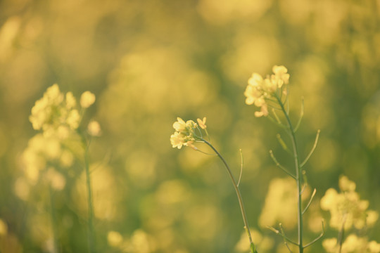 油菜花