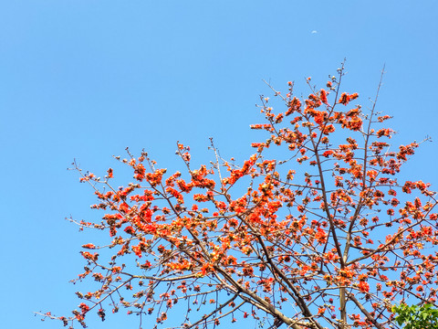 木棉花