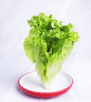 西生菜