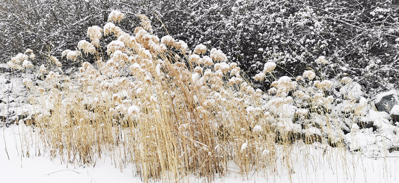 落雪的芦苇丛