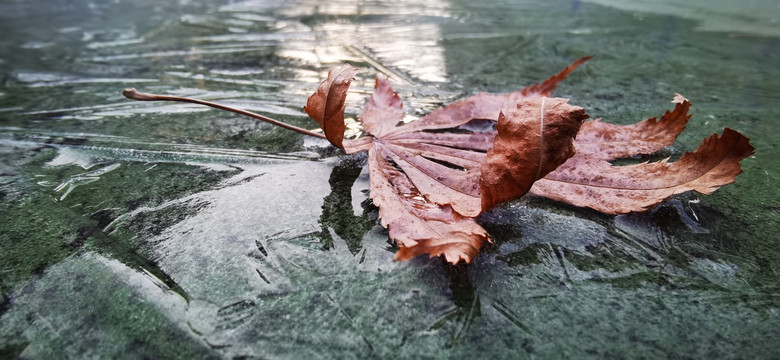 冰面上的落叶