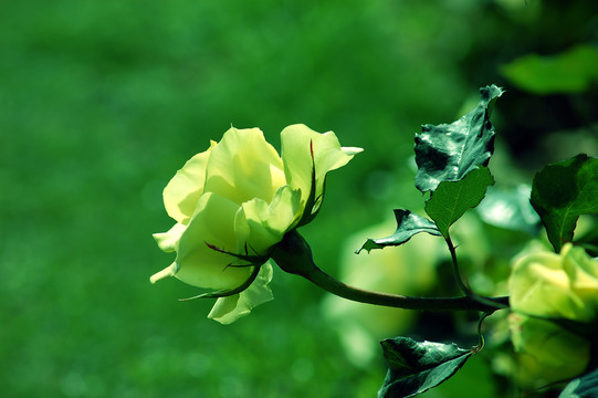 黄色月季花