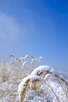 塞罕坝的雪