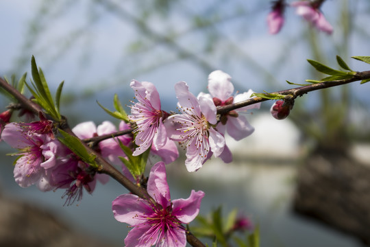 桃花