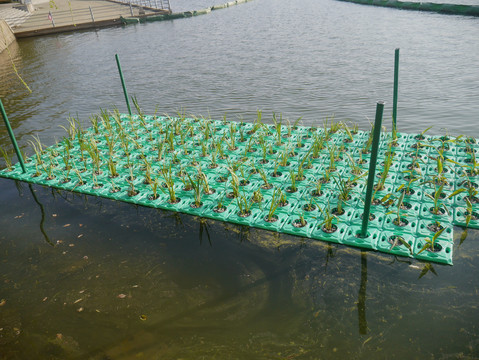水生植物养殖
