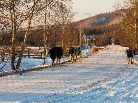 冬季乡村公路奶牛