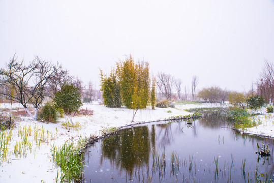 湿地冬景