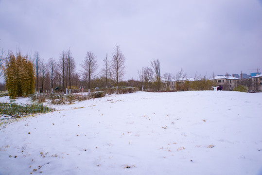 雪地