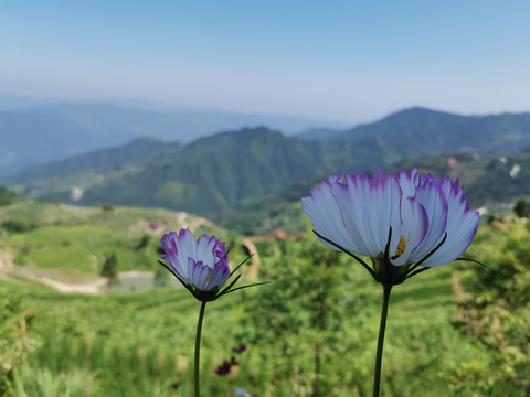 格桑花