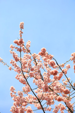 樱花