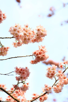 东湖樱花园