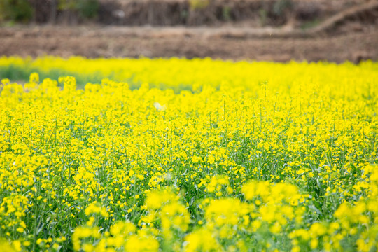 油菜花