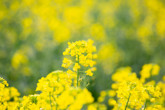 油菜花