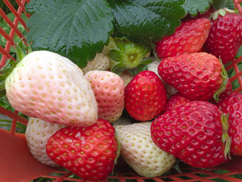 采摘园红草莓