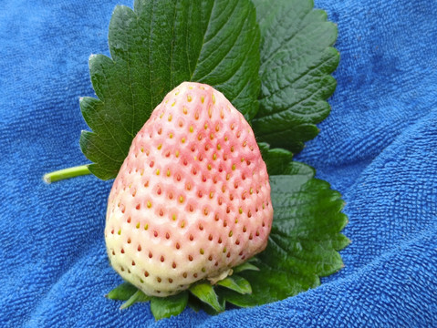 淡雪白草莓拍摄