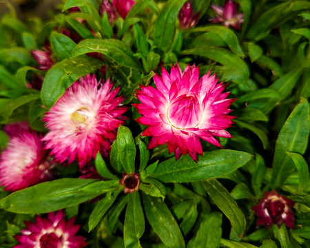 粉红色小雏菊植物摄影