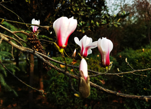粉色玉兰花花卉摄影
