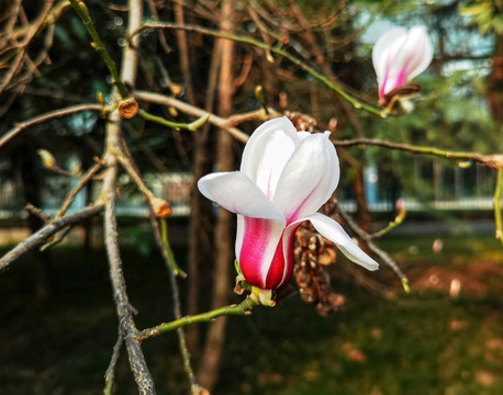 粉色玉兰花