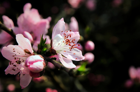 三月桃花开