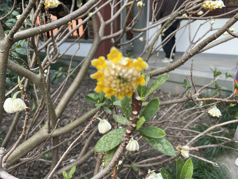 盛开的结香花