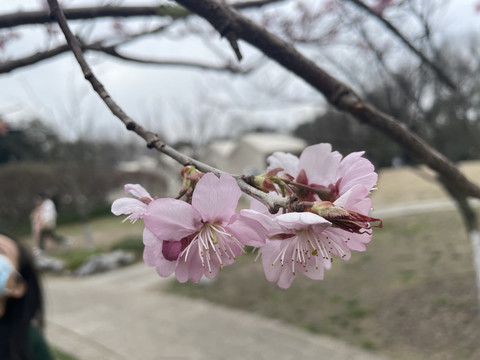 樱花