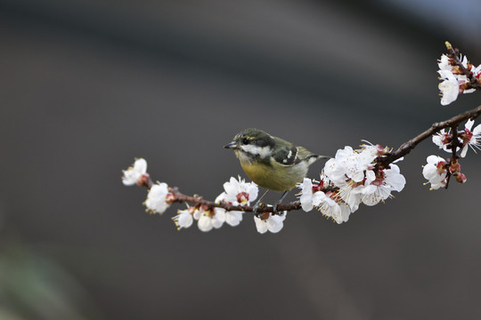 樱花与小鸟