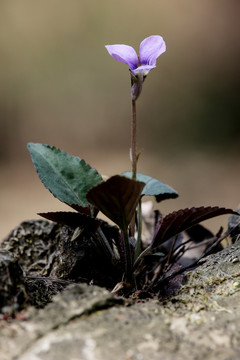 紫堇