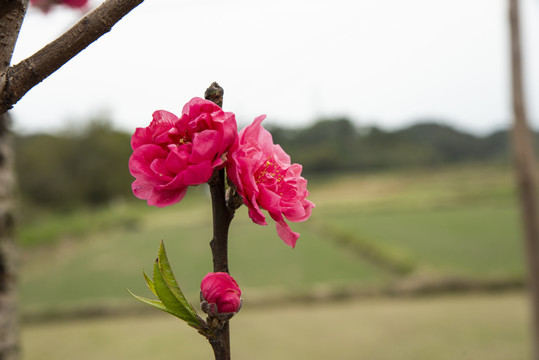 桃花