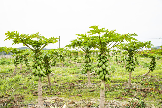 木瓜树