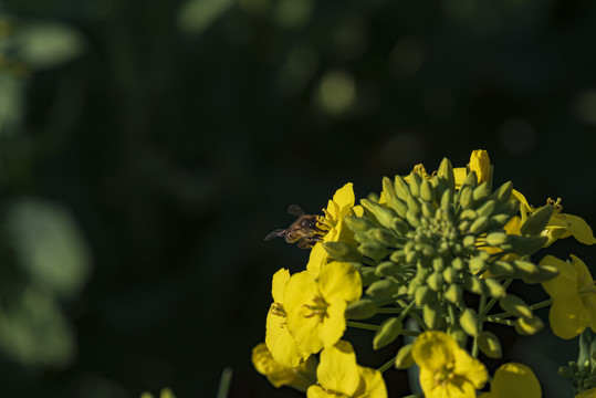 油菜花