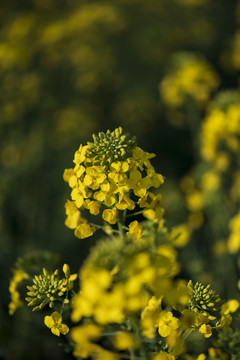 油菜花