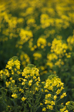 油菜花