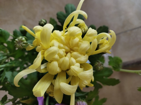 盛开的黄色菊花