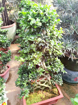 盆景植物