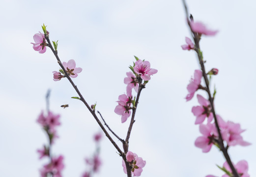 桃花