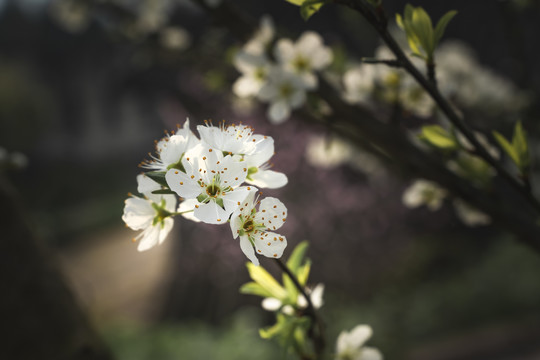 李子花