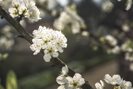 李子花