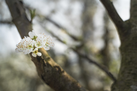 李子花