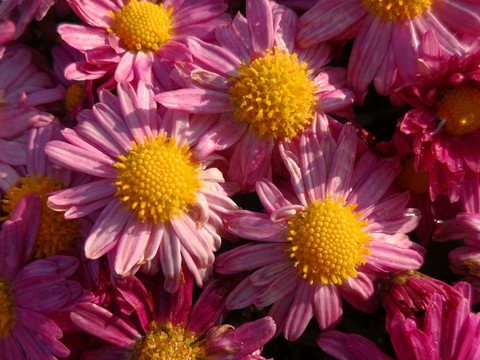 菊花