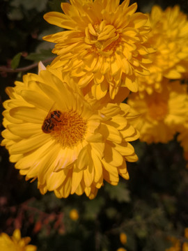 菊花与蜜蜂