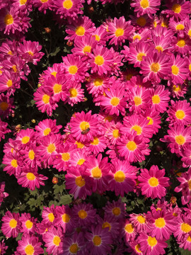 菊花与蜜蜂