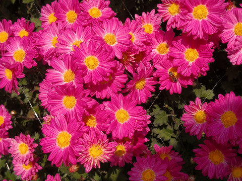 菊花与蜜蜂