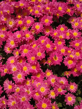 菊花与蜜蜂