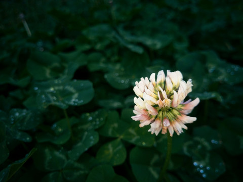 三叶草花朵特写