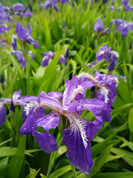 鸢尾花