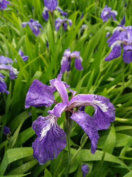 鸢尾花